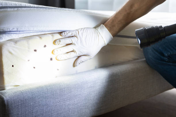 Reliable Frankfort, IN Pest Control Solutions