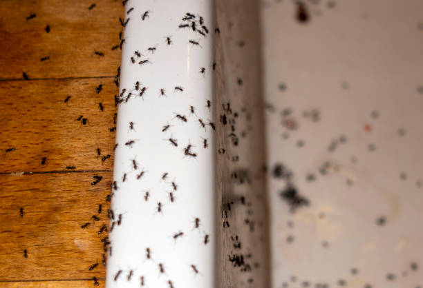 Best Spider Control Near Me  in Frankfort, IN